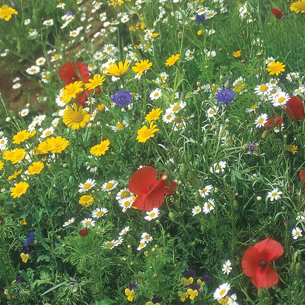 Cornfield Mixture Seeds Image 1