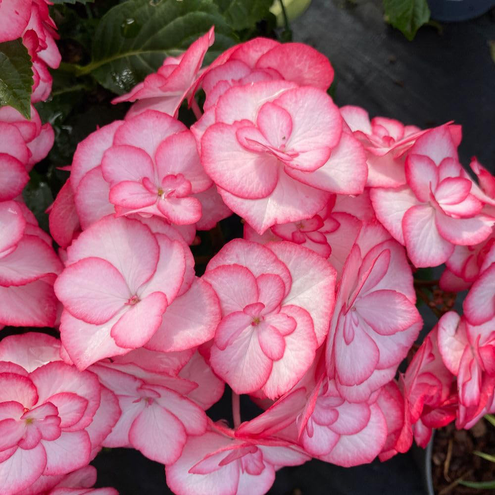 Thompson & Morgan Hydrangea Macrophylla Yulika Plant Pot 3L Image 1