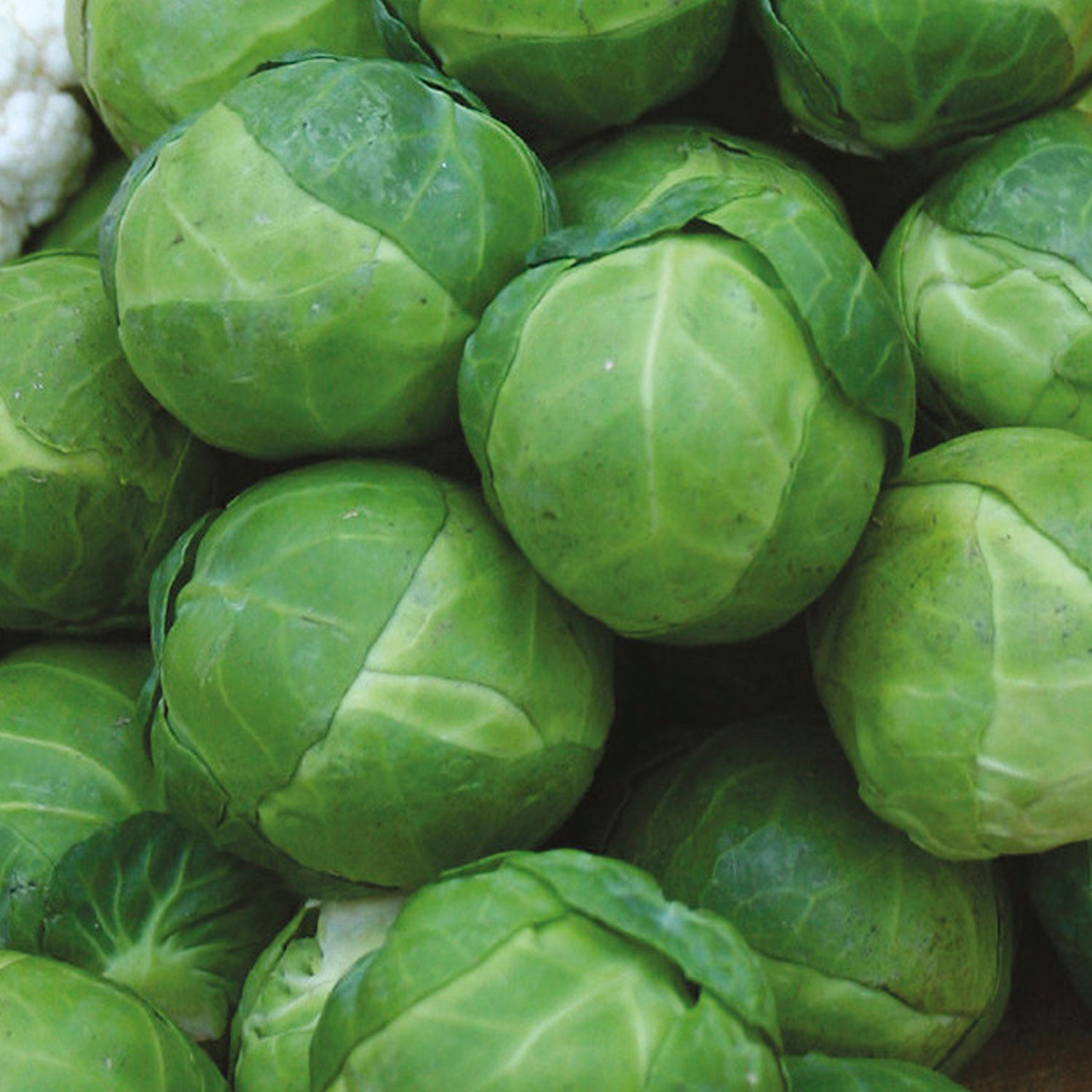 Johnsons Brest F1 Brussels Sprout Seeds Image 1