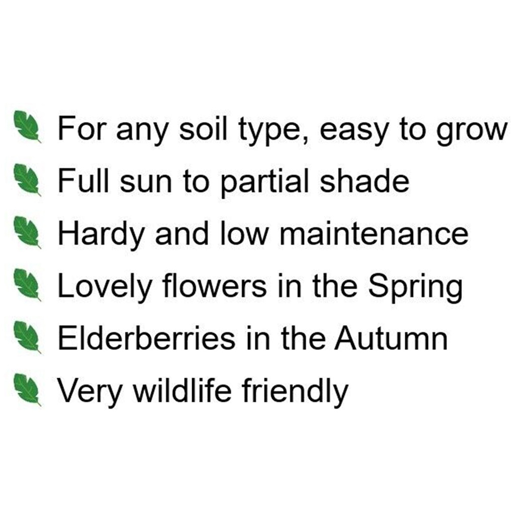 Inspirational Gifting Elder Bare Root Hedge Plant Sapling 2-3ft 10 Pack Image 6