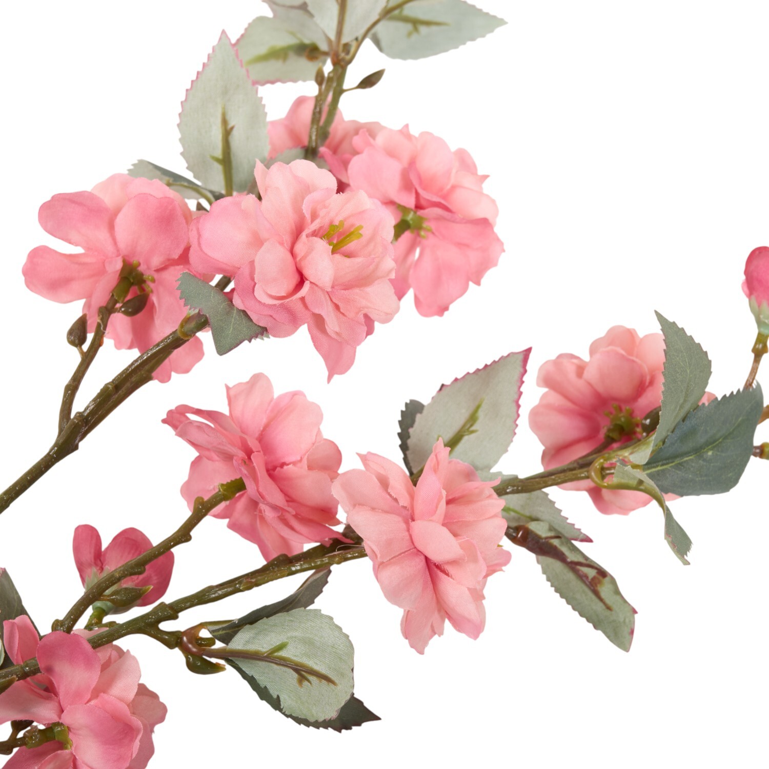 Camellia Stem Image 5
