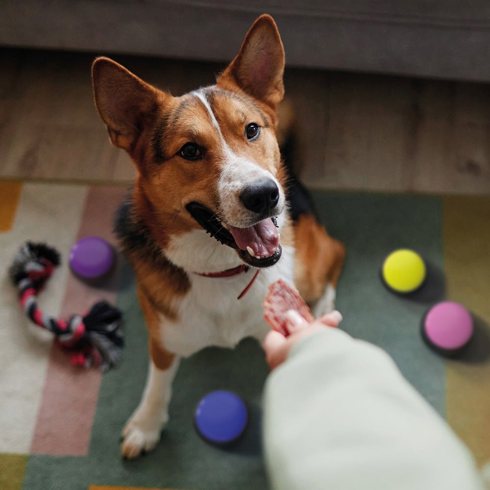 JML Paws2Talk Dog Training Button System Image 2