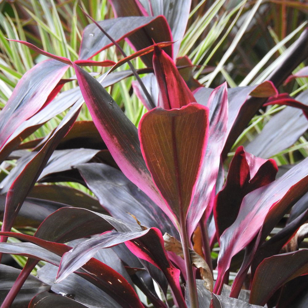 Thompson & Morgan Cordyline Tango Potted Plant 12cm Image 4