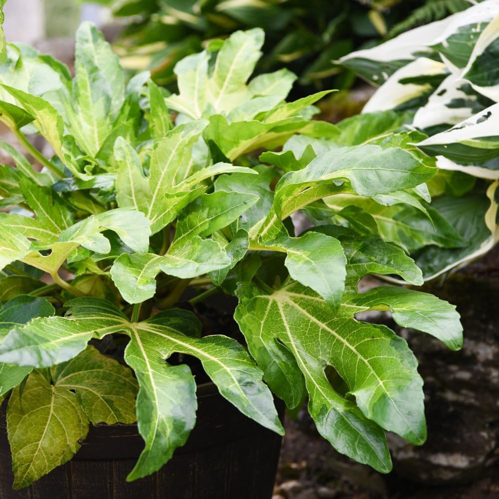 Thompson and Morgan Fatsia Camouflage Plant Pot 3L Image 4