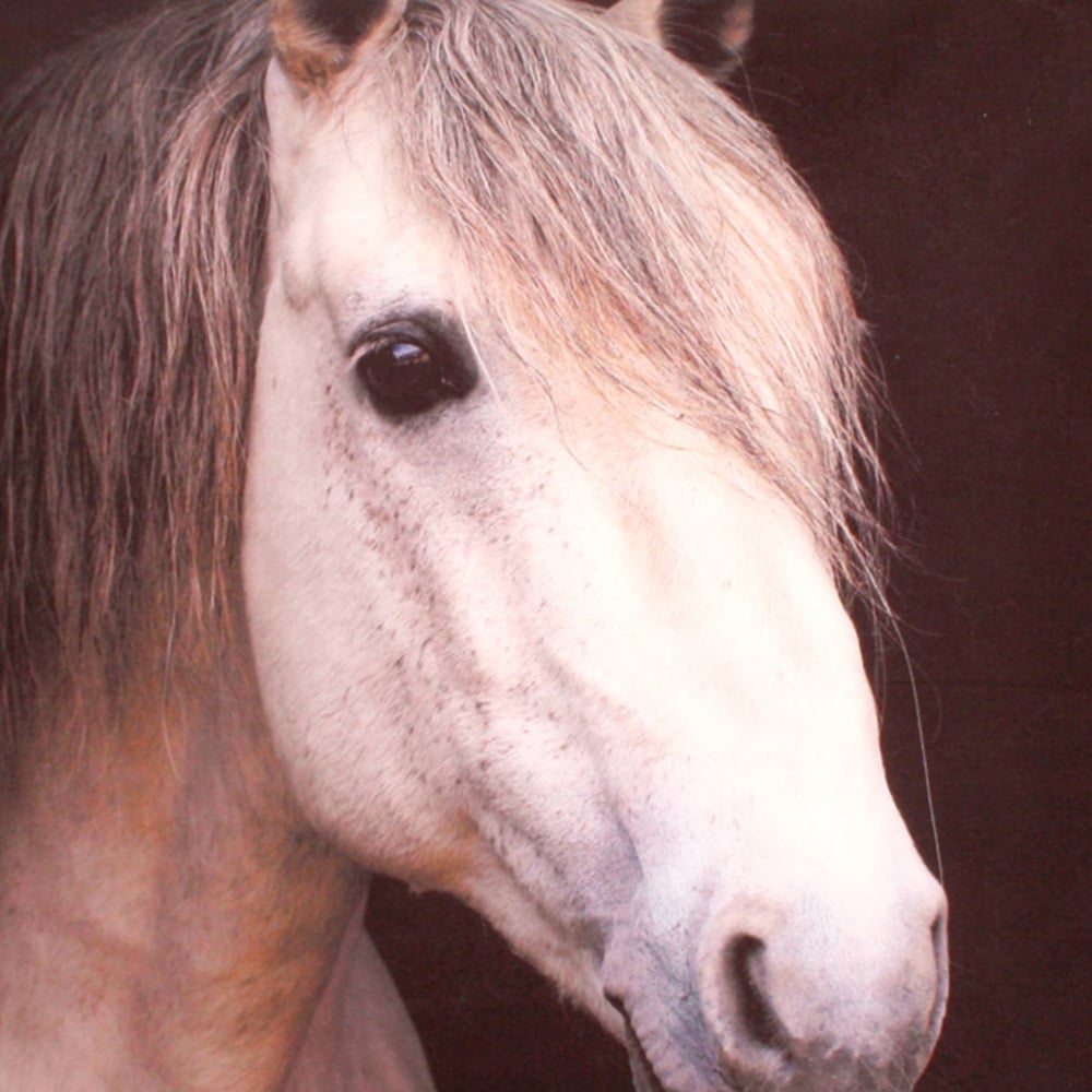 Velosso Horse Filled Cushion 43 x 43cm 2 Pack Image 2