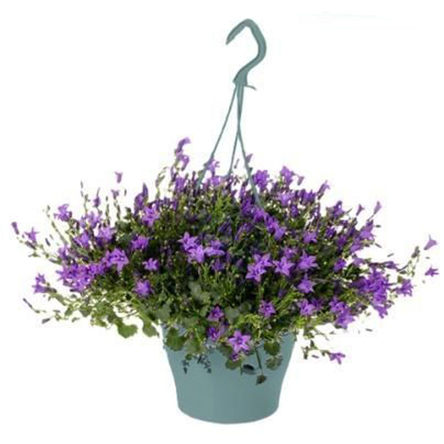Campanula Ambella Hanging Basket Image 3
