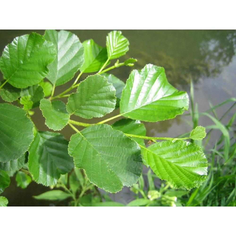 Inspirational Gifting Alder Bare Root Hedge Plant Sapling 2-3ft 5 Pack Image 2