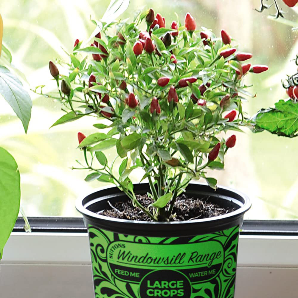 Thompson & Morgan Pepper Chilli Windowsill Fiery Flames Potted Plant 13cm Image 4