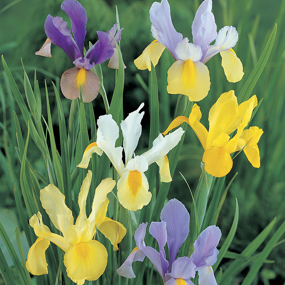 YouGarden Mixed Dutch Iris Planting Bulb 150 Pack Image 1