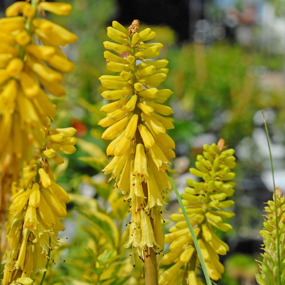 Thompson & Morgan Kniphofia Lemon Popsicle Plant Pot 2L Image 2