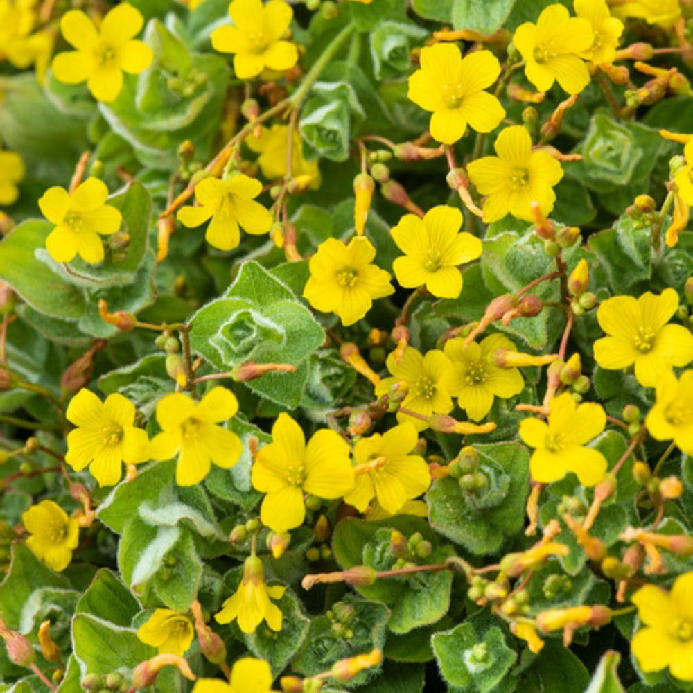 Thompson and Morgan Hypericum Elodes Plant Pot 9cm 3 Pack Image 2