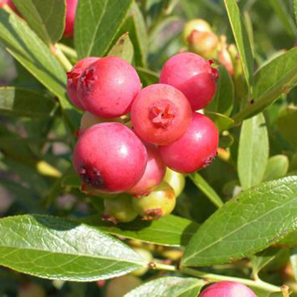 wilko Blueberry Pink Lemonade Plant Pot 1.7L Image 2