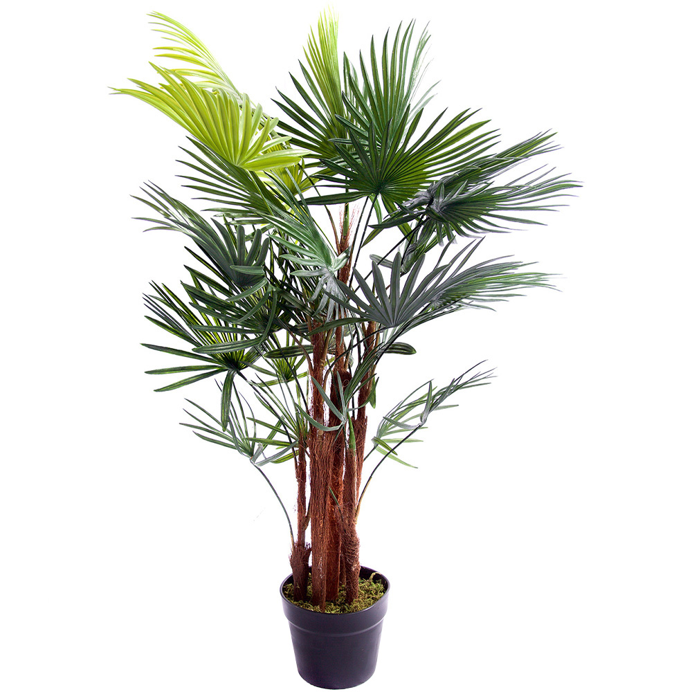 3ft Spider Palm Tree Image 1