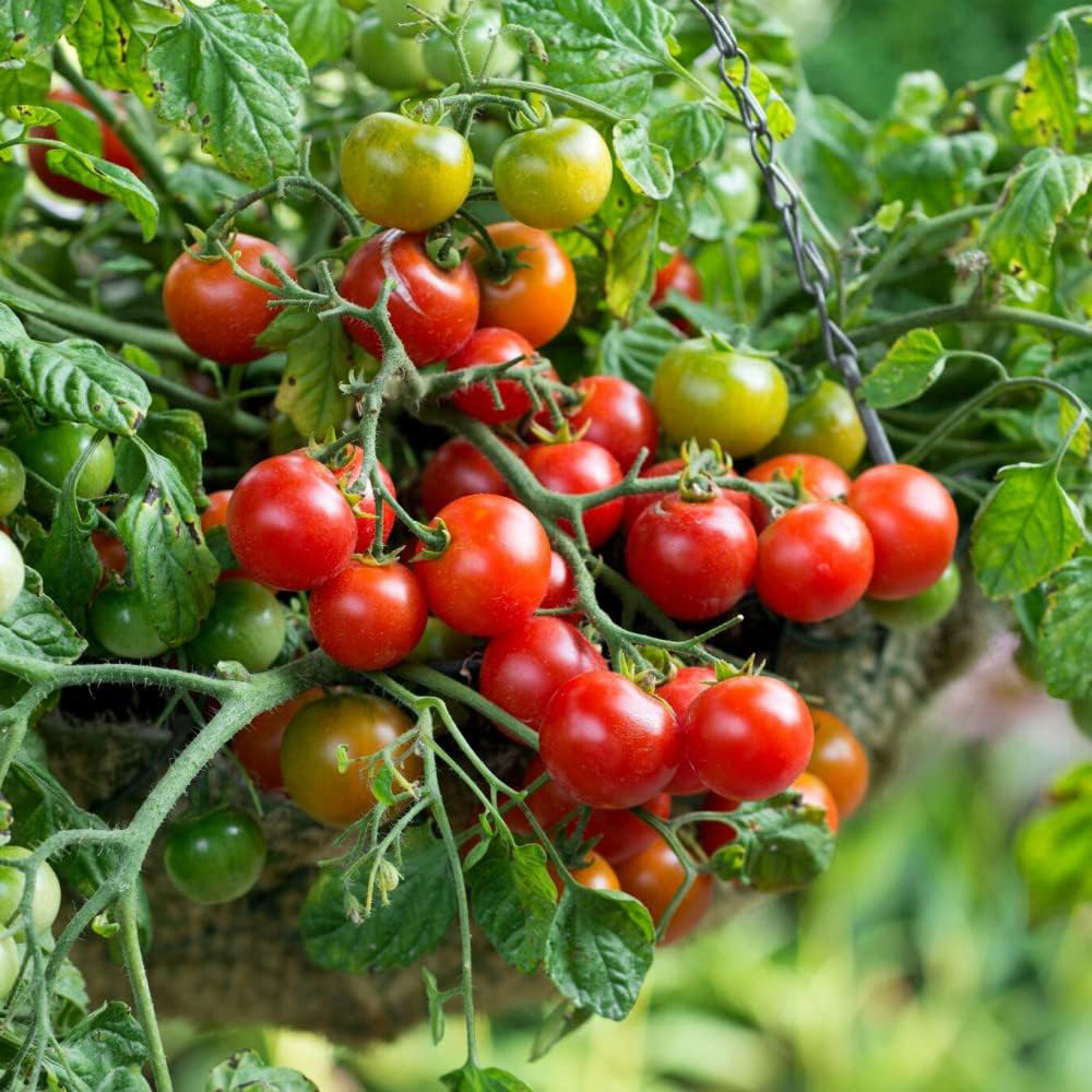 Thompson & Morgan Tomato Patio Tumbling Bella Postiplug Plant 3 Pack Image 2