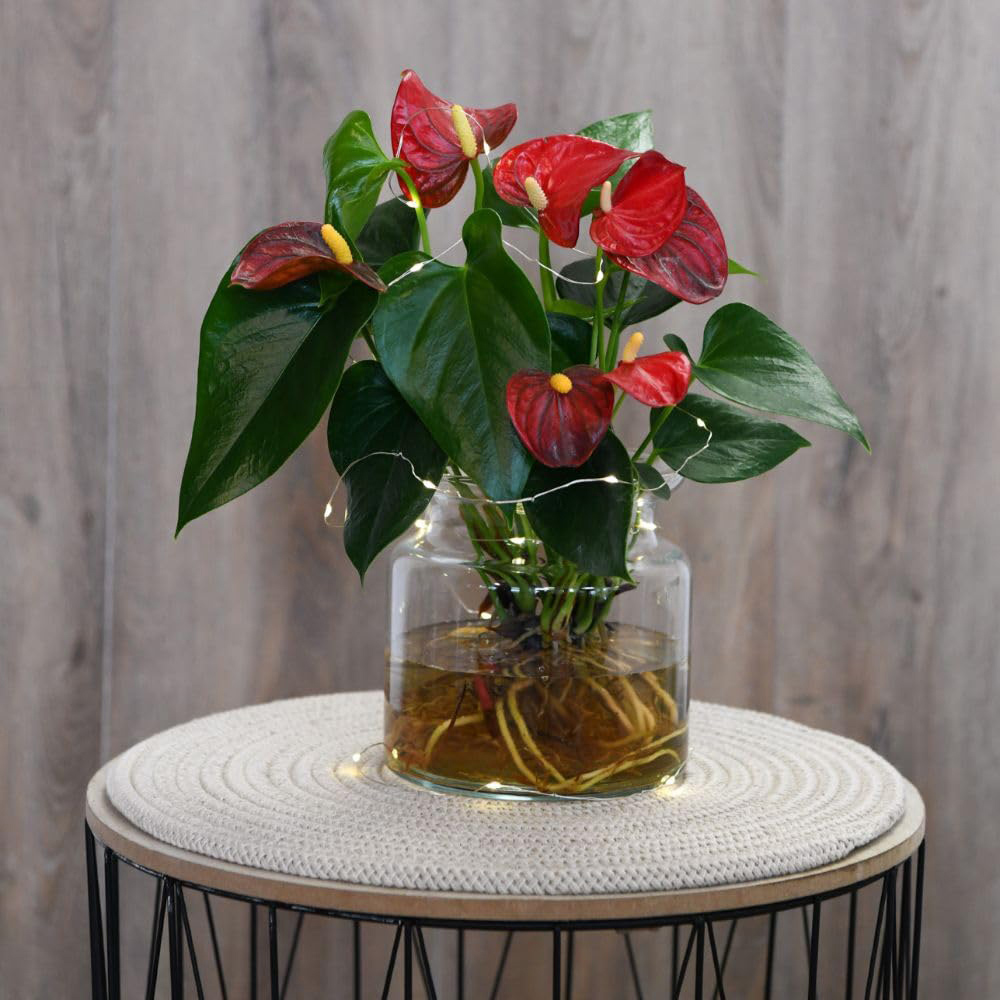 Thompson and Morgan Aqua Red Anthurium Plant in Sierglass Pot 12cm Image 2