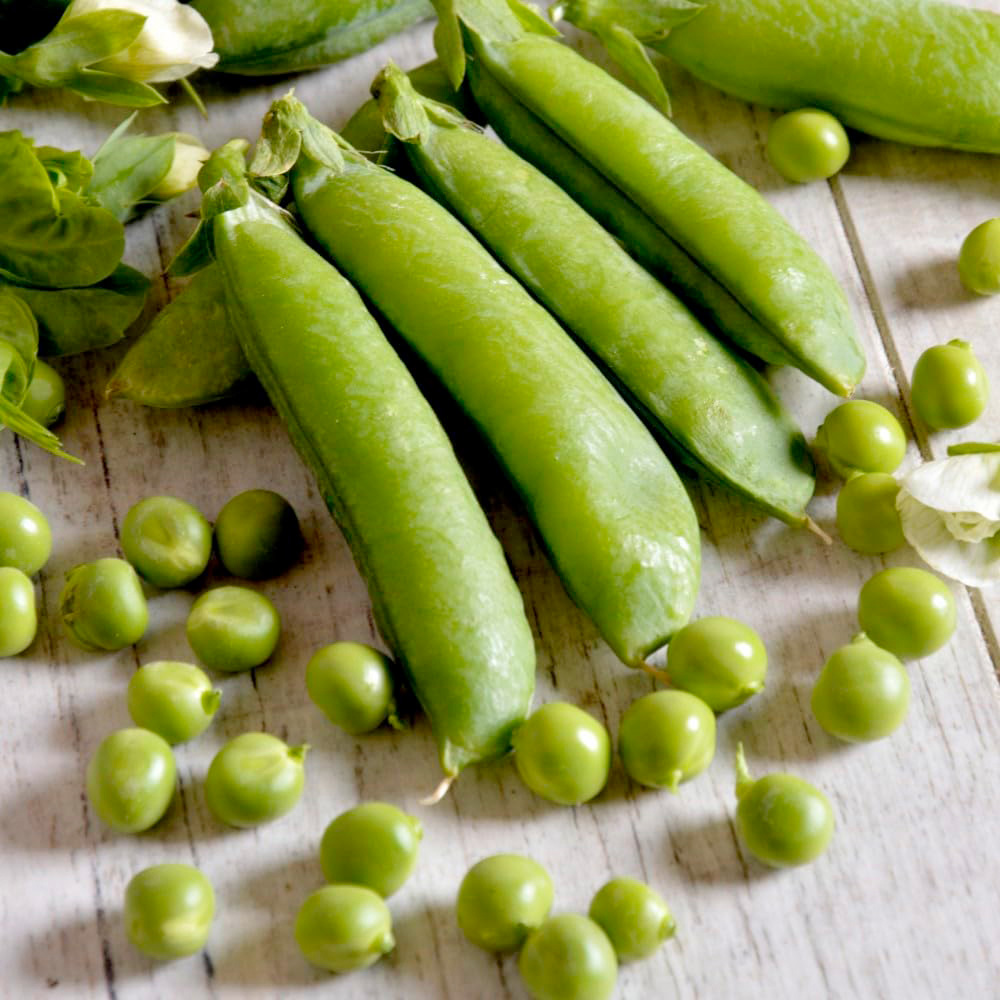 Thompson & Morgan Pea Telephone Seeds Image 2
