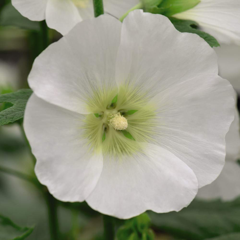 Thompson & Morgan Hollyhock Halo White Seeds Image