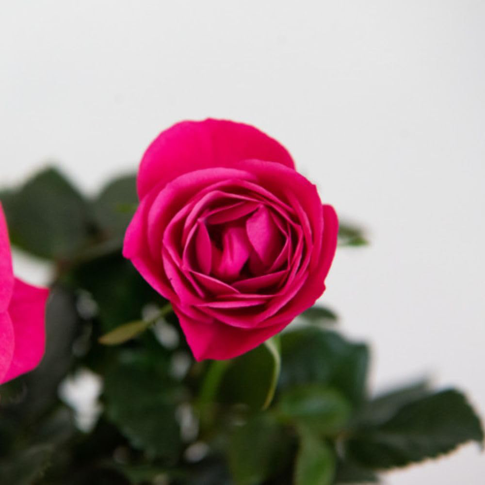 Thompson and Morgan Christmas Gift Scented Rose Deep Pink Plant in Zinc Pot 10.5cm Image 3