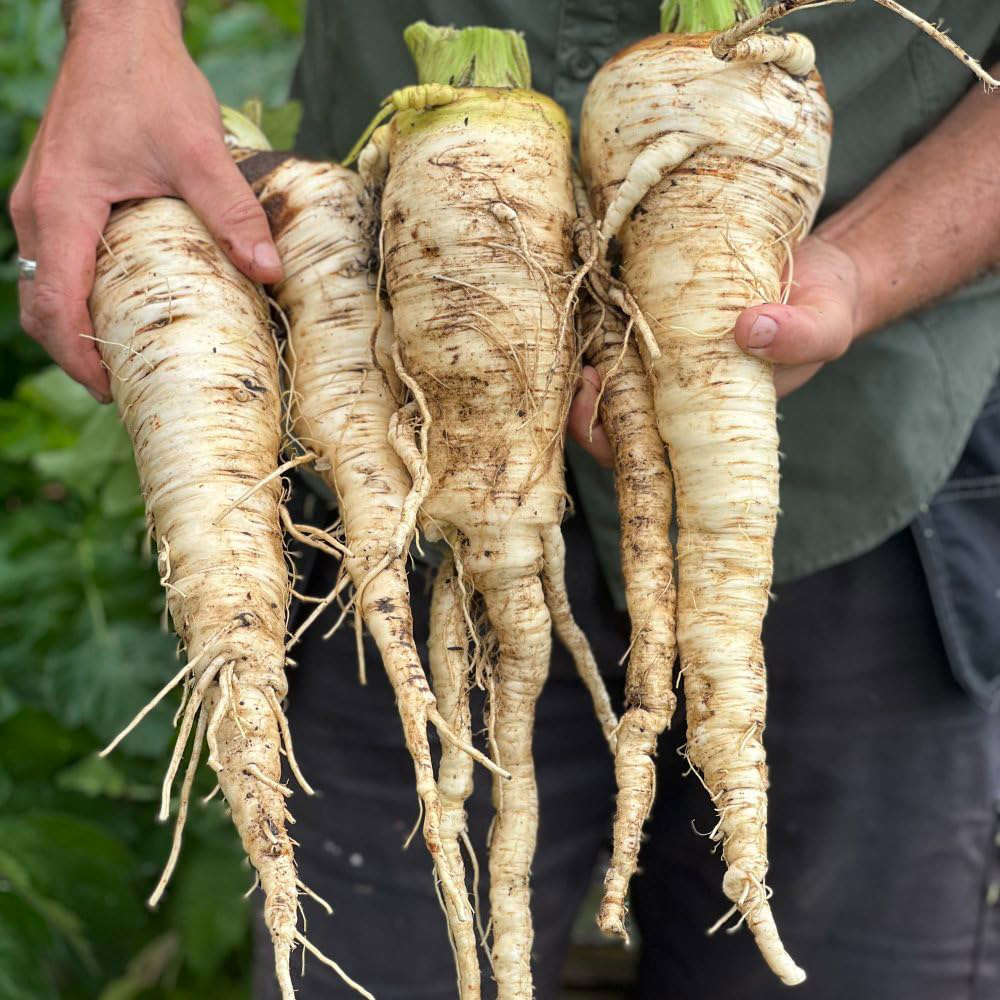 Thompson & Morgan Parsnip Sabre F1 Seeds Image 3
