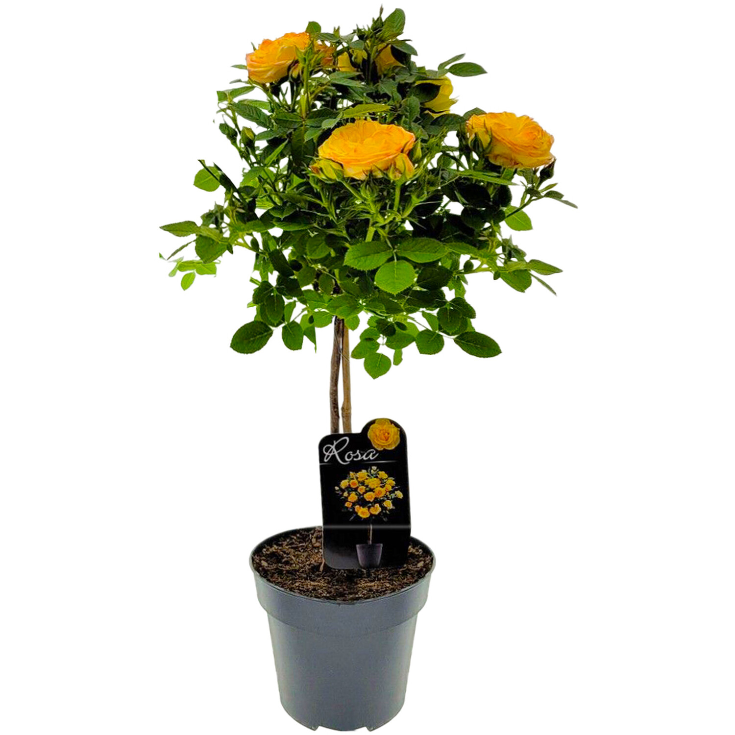 Rose on Stem Plant Image 6