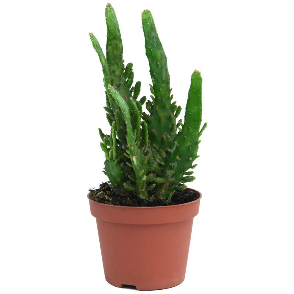 Thompson and Morgan Cactus Mixed Potted Plant 0.5cm Image 4