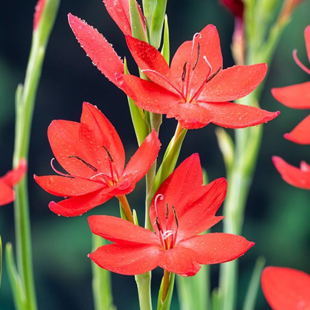 Thompson and Morgan Schizostylis Coccinea Major Plant Pot 9cm Image 1
