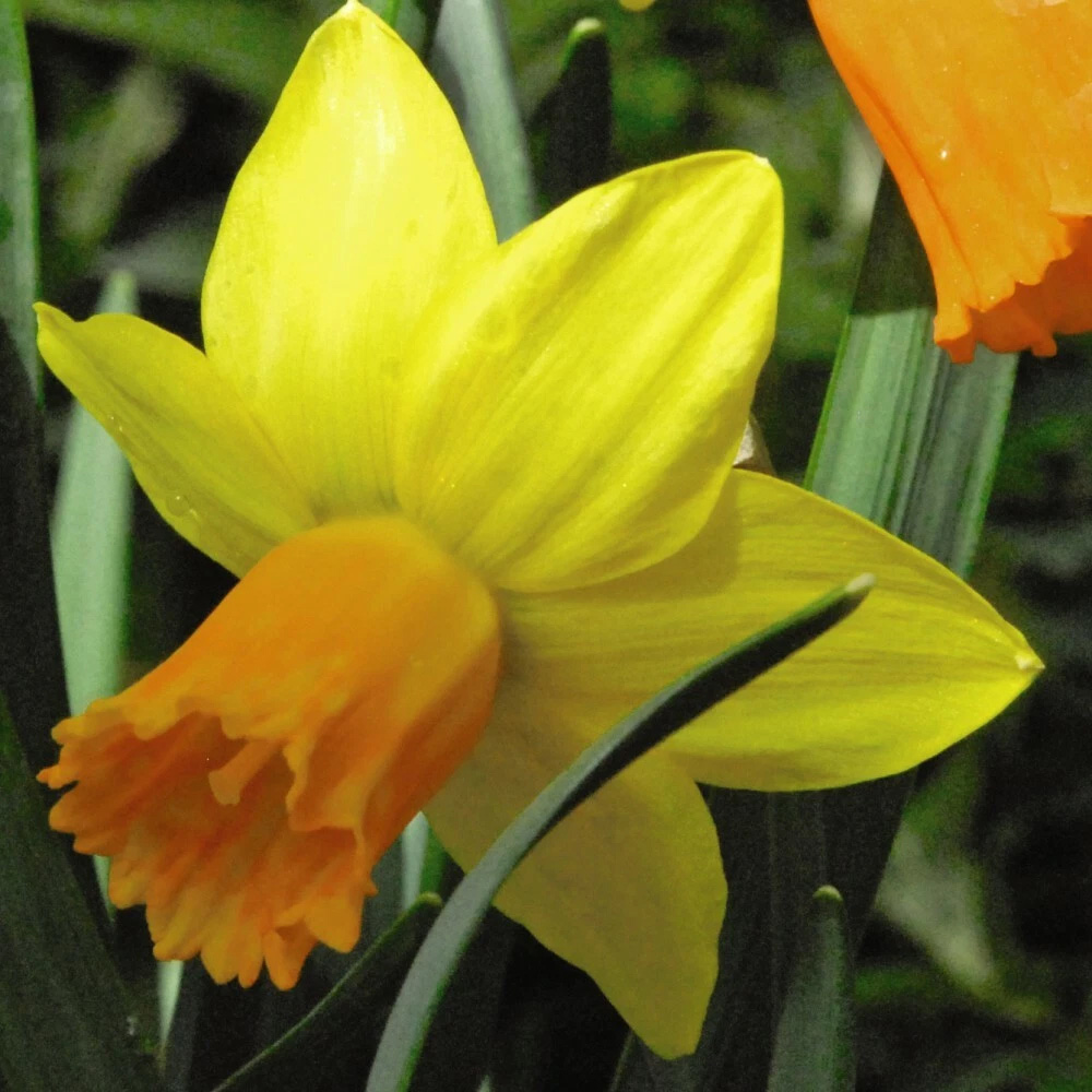Thompson and Morgan Daffodil Jetfire Planting Bulb 20 Pack Image 2