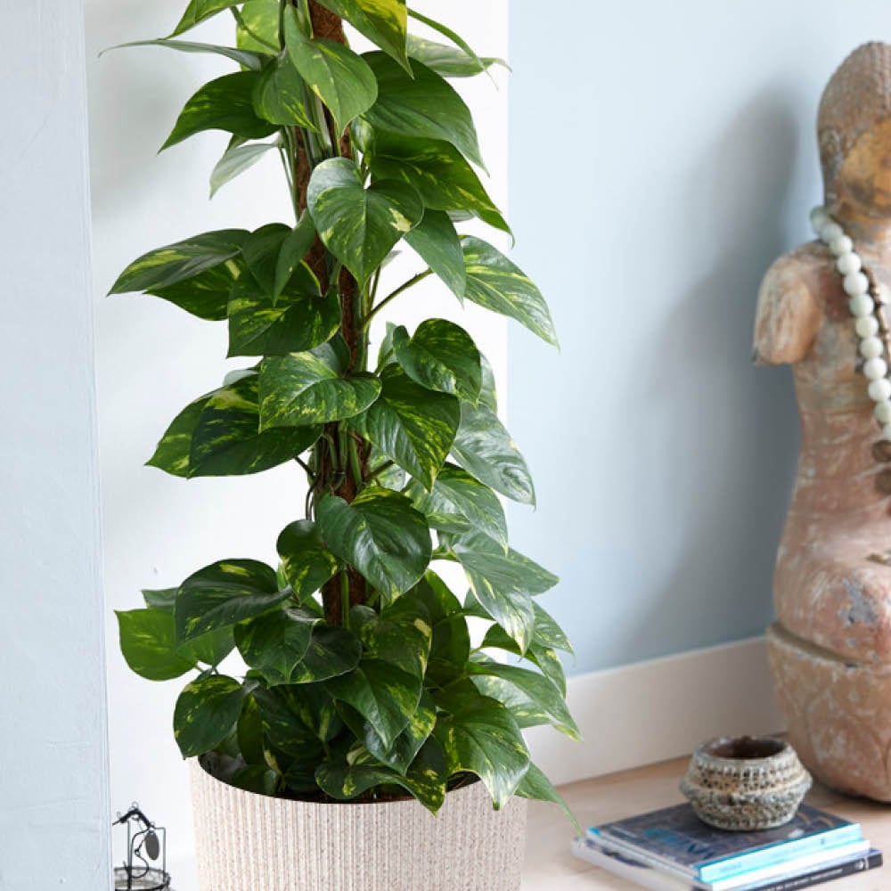 YouGarden Scindapsus with Off White Recycled Pot Cover 12cm Image 1