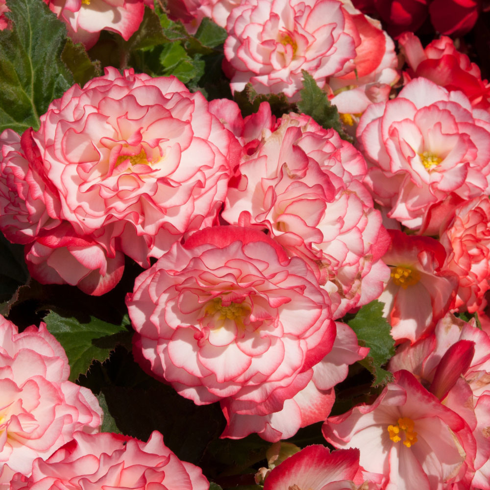 Thompson and Morgan Begonia Nonstop Petticoat Plant Plug 36 Pack Image 2