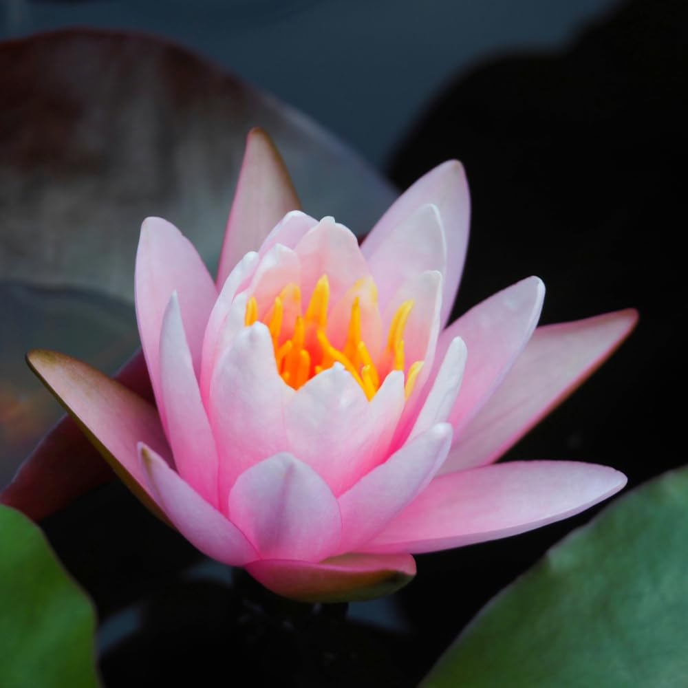 Thompson and Morgan Nymphaea Pink Waterlily Plant Pot 9cm Image 1