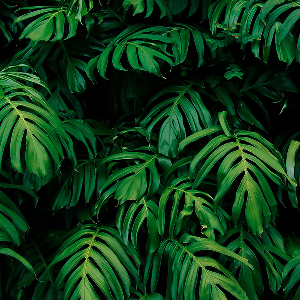 Origin Murals Rainforest Leaves Green Wall Mural Image 2