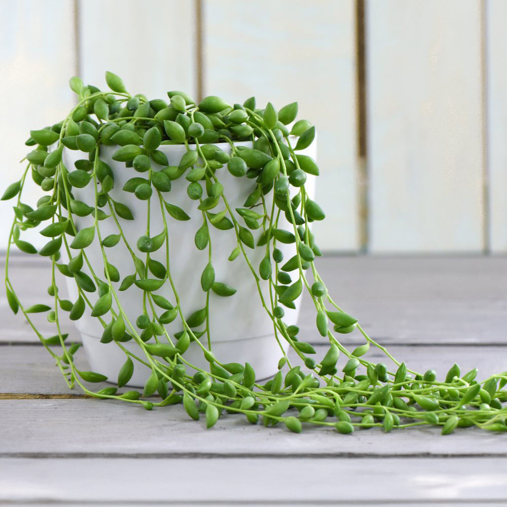Thompson & Morgan Senecio Rowleyanus String of Pearls Potted Plant 9cm 2 Pack Image 1