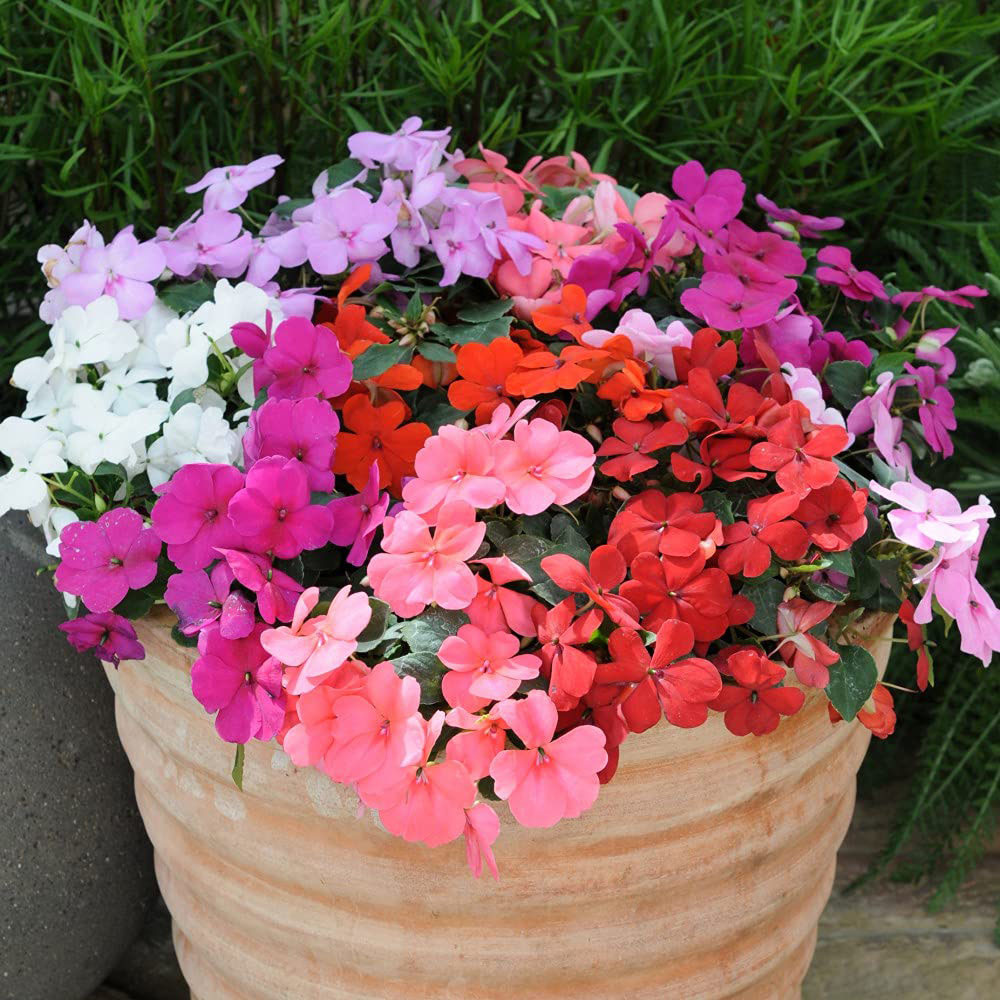 Thompson and Morgan Garden Ready Container Collection Garden Ready Plant 120 Pack Image 3