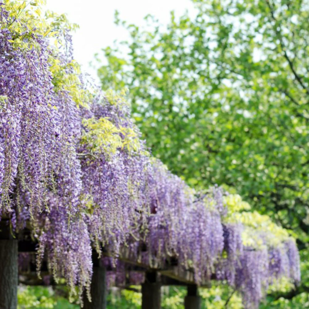 Thompson and Morgan Wisteria Formosa Issai Plant Pot 2L Image 2