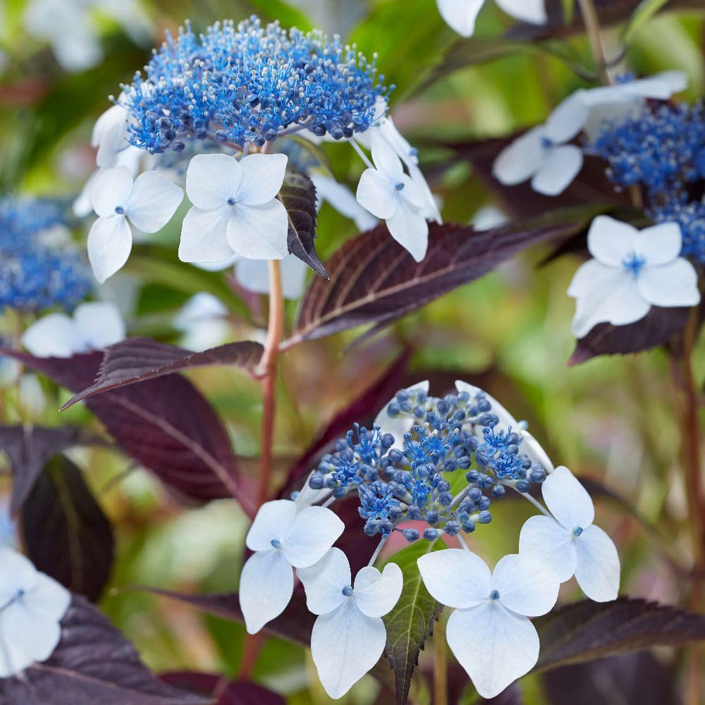 Thompson and Morgan Hydrangea Serrata Hydrangea Plant Pot 3L 3 Pack Image 1
