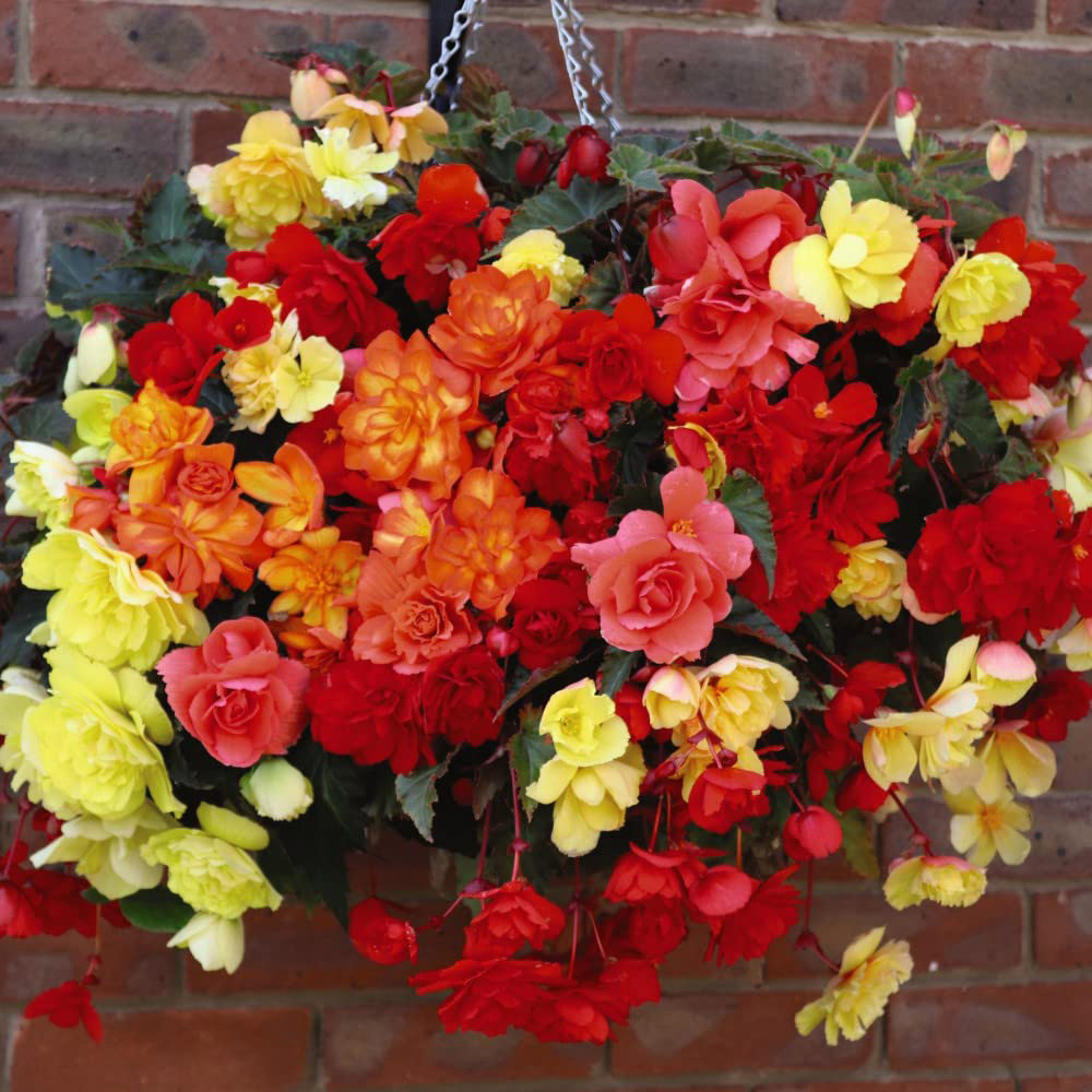 Thompson and Morgan Begonia Illumination Mix Preplanted Hanging Basket 25cm 2 Pack Image 5