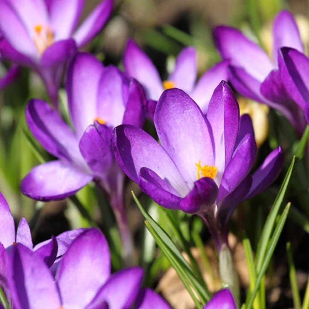 Thompson and Morgan Harmony Collection Spring Planting Bulb 300 Pack Image 4