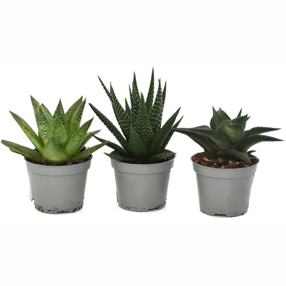 Thompson and Morgan Haworthia Hybrid Mix Plant Pot 5.5cm 2 Pack Image 2