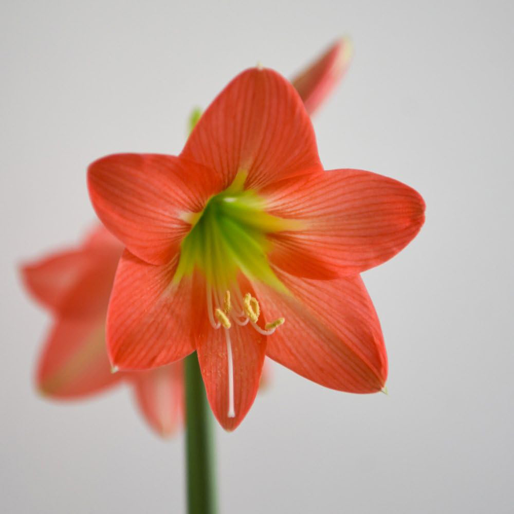 Thompson and Morgan Christmas Gift Amaryllis Hippeastrum Colibri Rascal Plant Pot 10cm Image 4