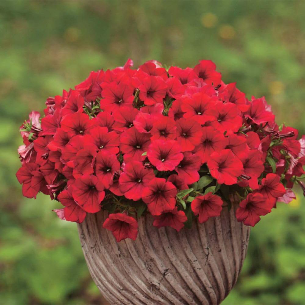 Thompson and Morgan Petunia Deep Red Trailing Surfinia Postiplug Plant 20 Pack Image 2