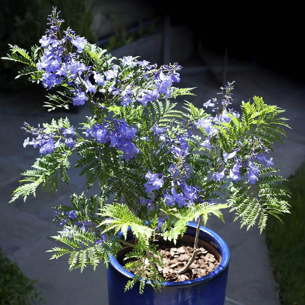 Thompson and Morgan Jacaranda Bonsai Blue Plant Pot 15cm Image 6