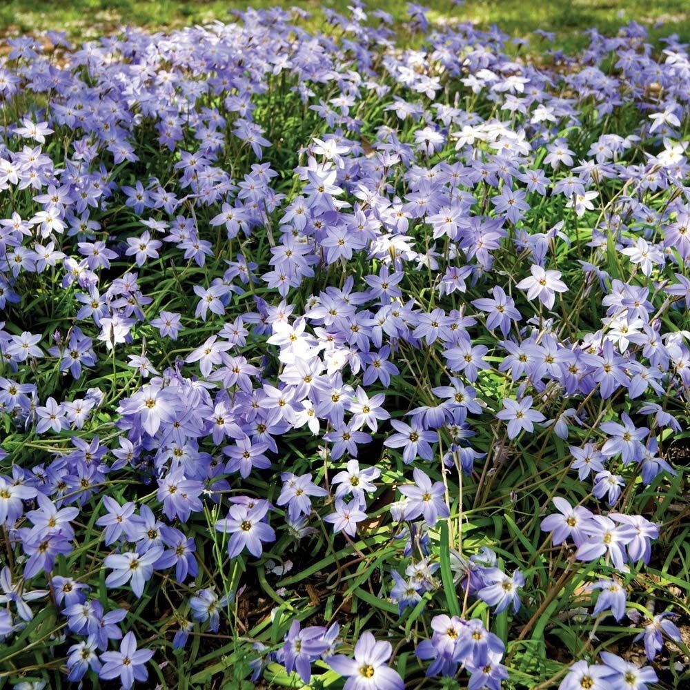 Thompson and Morgan Ipheion Mixed Spring Planting Bulb 20 Pack Image 4