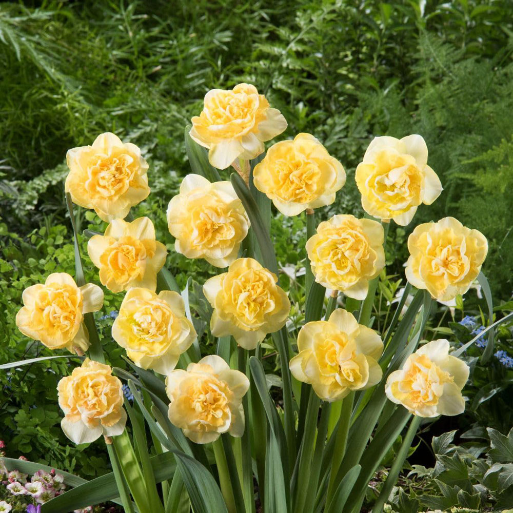 Thompson and Morgan Narcissus Kiwi Sunset Bulbs 10 Pack Image 1