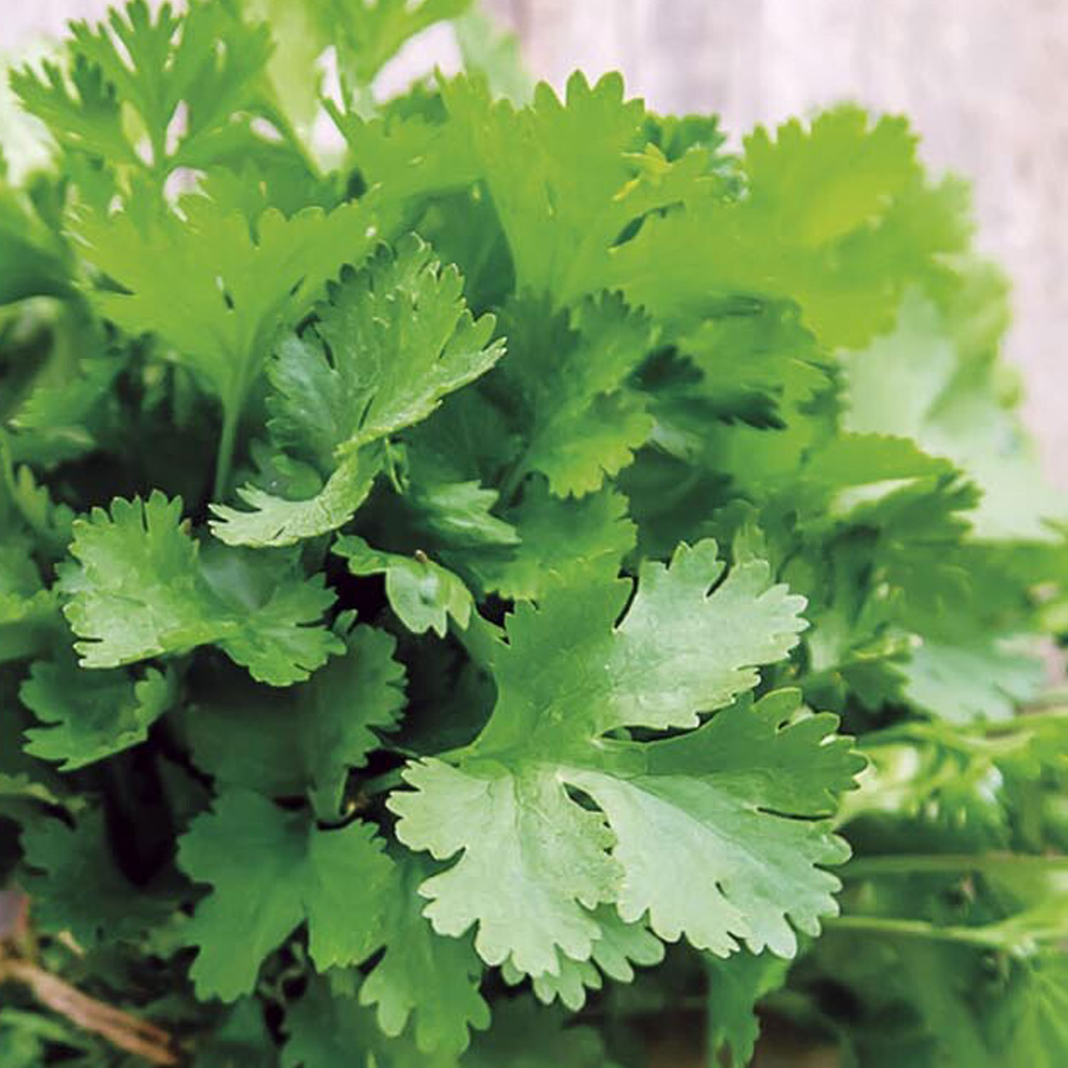 Johnsons Coriander Filtro Herb Seeds Image 1