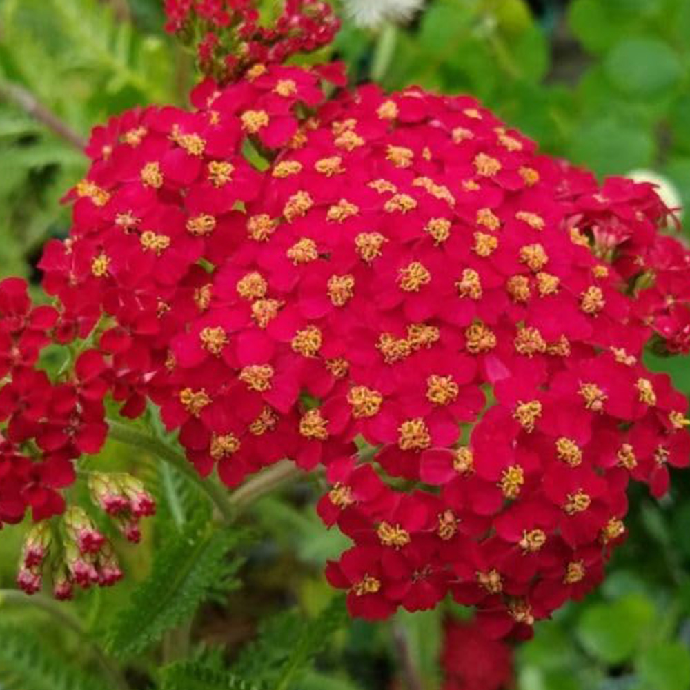 Thompson and Morgan Achillea Millefolium The Beacon Plant Pot 2L Image 1