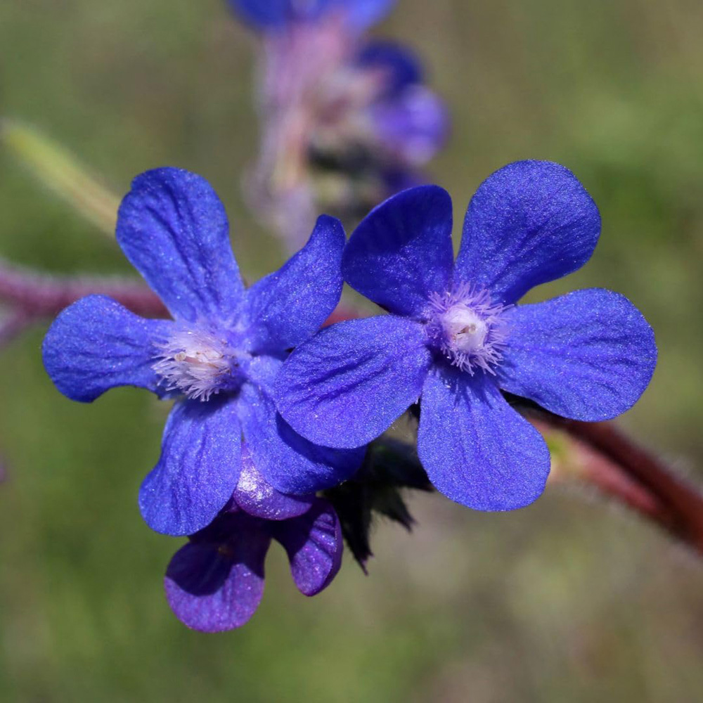 Thompson and Morgan Anchusa Azurea Dropmore Plant Pot 9cm 2 Pack Image