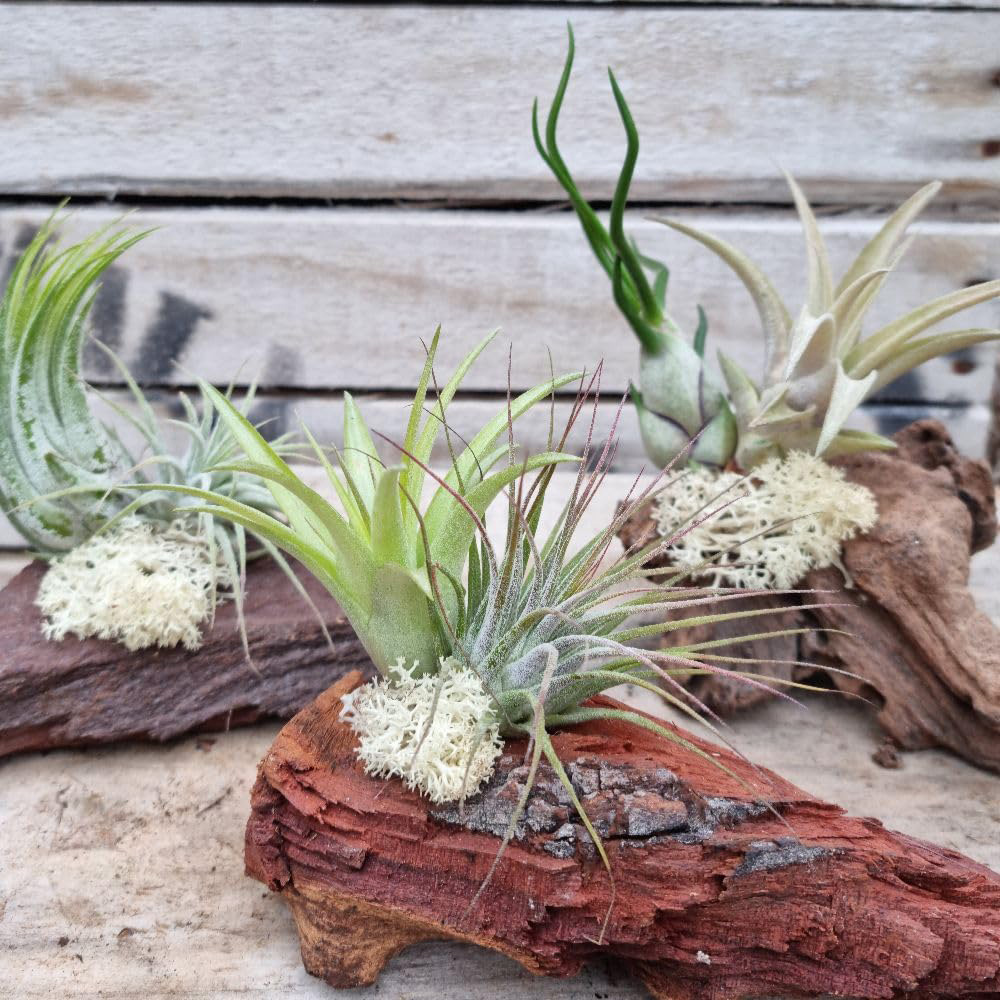 Thompson & Morgan Air Plant Tillandsia on Wooden Log 2 Pack Image 1
