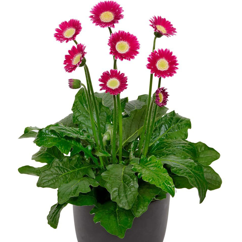Thompson and Morgan Gerbera Garvinea Cheeky Magenta Potted Plant 7cm Image 2