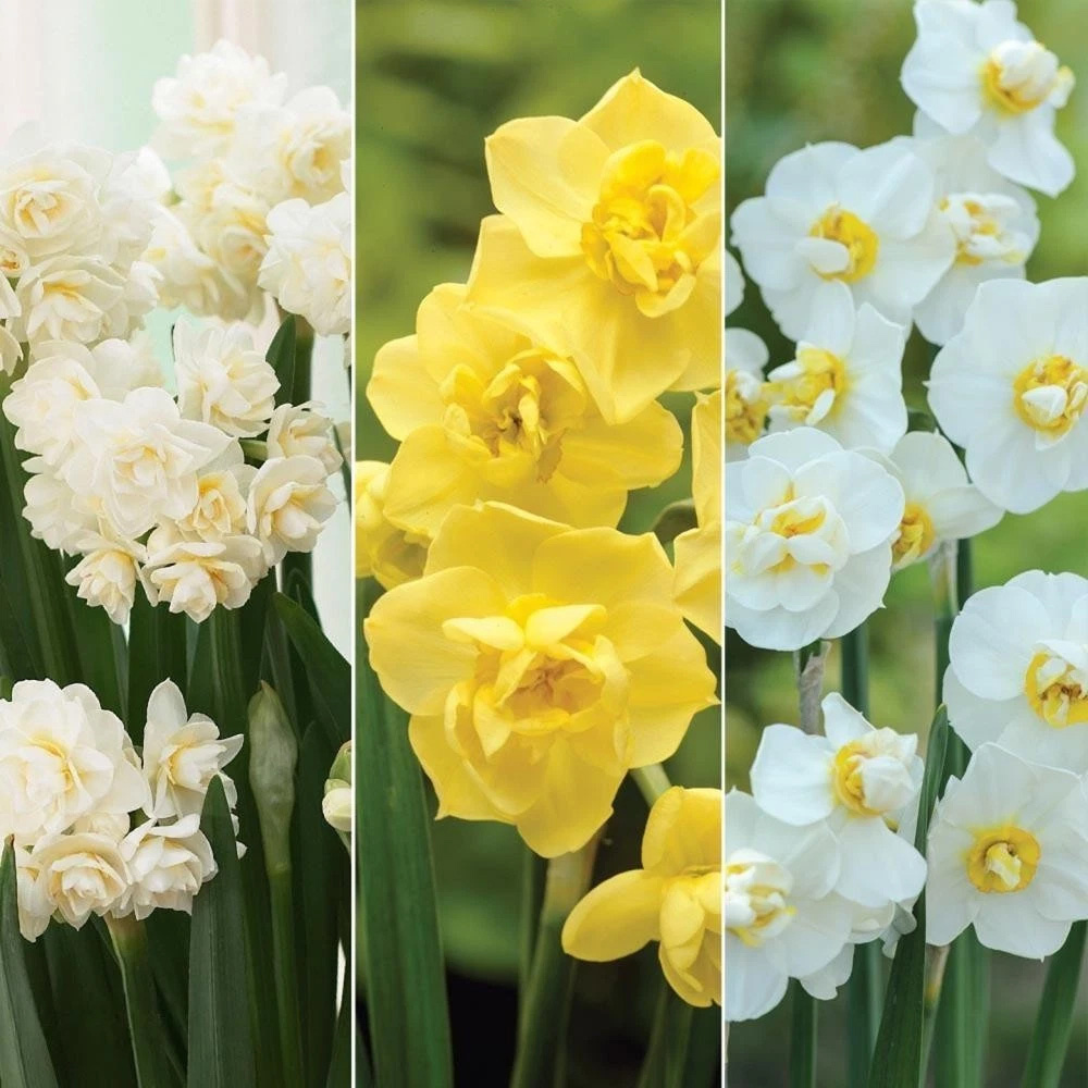 Thompson and Morgan Daffodil Scented Collection Planting Bulb 24 Pack Image 1