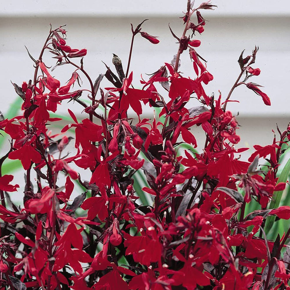 Thompson and Morgan Lobelia Queen Victoria Garden Ready Plant 30 Pack Image 2